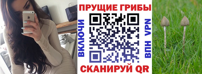 shop официальный сайт  Покачи  Псилоцибиновые грибы Psilocybe  где можно купить  